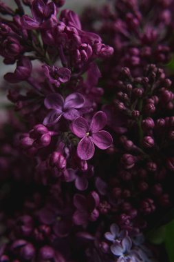 Bir buket leylak. Kapatın. Güzel mor mor çiçek açan leylak çiçekleri. Tebrik kartı.