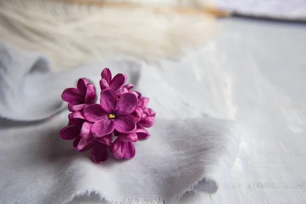 Vijfpuntige Lila Violette Bloemen Een Witte Struisvogelveer Een Lila Geluk — Stockfoto