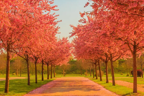 park /an Caddesi çiçek kiraz ağaçlarının bir patlama, çiçek açan kiraz ağacında