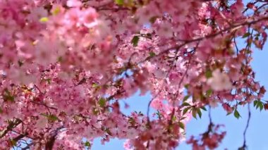 çiçekli kiraz ağaçları rüzgar /branches çiçekli kiraz ağaçlarının dalları sway