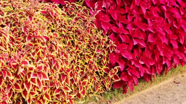 快速放大到树篱和植物的花园中 大肠杆菌原产于亚洲和非洲 在意大利 它主要作为一种室内植物来种植 因为它的叶子很艳丽 很有颜色 — 图库视频影像