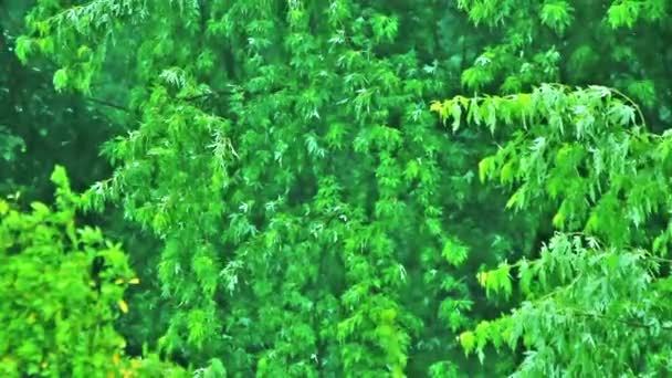 Dia Chuva Vento Som Chuva Vento Balançando Árvores Dia Outono — Vídeo de Stock