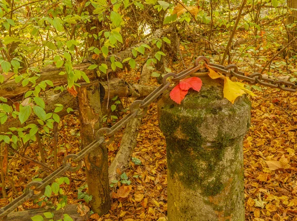 the colors of the vegetation in autumn /a colorful autumnal underwood with a detail of a pylon covered with lichens and foliage /