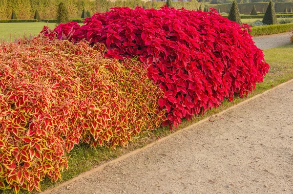 renkli bir çit Bahçe Coleus bitkilerin / coleus Asya ve Afrika. İtalya'da ağırlıklı olarak gösterişli ve renkli yapraklarını güzelliği için bir houseplant olarak yetiştiriliyor,