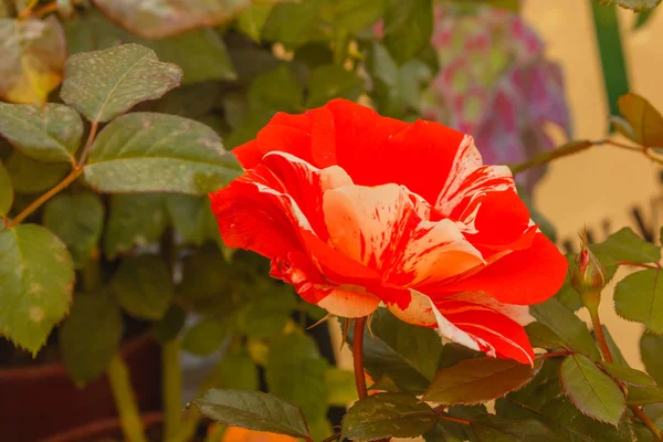 Hanky Panky Jest Fantastyczne Róża Winietkę Amerykańskiej Odmiany Duże Luźne — Zdjęcie stockowe