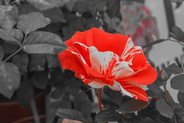 汉基·潘基是一朵非常棒的玫瑰, 是美国的一种品种, 高度 " — 图库照片
