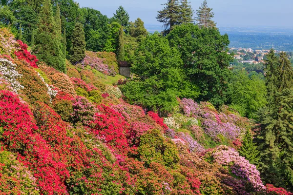 Den blomstrende rhodondendros-dal i naturreservatet i Burcina-parken i Pollone / Biella / Piemonte / Italien - Stock-foto