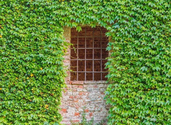 Window Grating Castle Brick Wall Covered Ivy — Stock Photo, Image