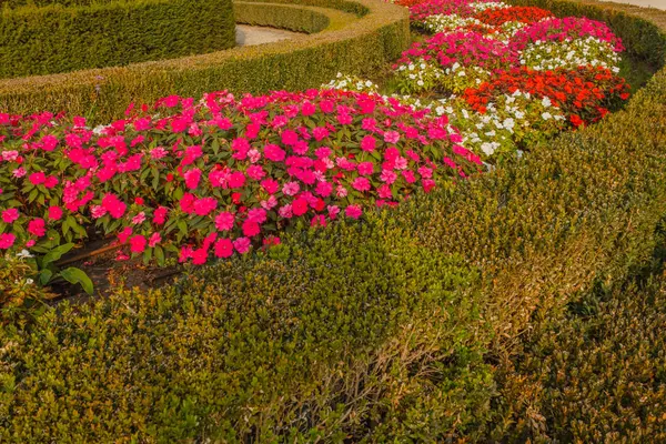 Yeni Gine çiçek bahçesinde renkli eğrisi