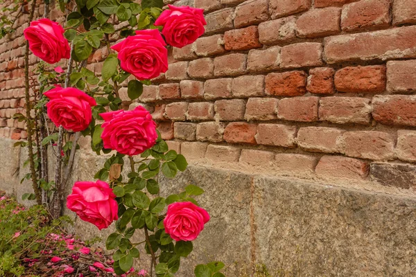 Róże wspiąć się na mur z cegły — Zdjęcie stockowe