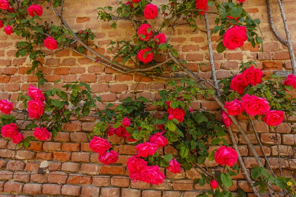 Eine Rose klettert auf eine Ziegelwand — Stockfoto