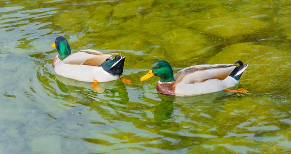 Un par de machos de los ánades reales nadan en un lago. —  Fotos de Stock