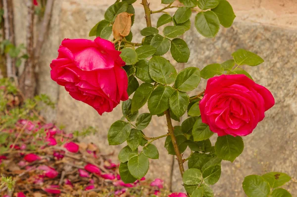 Róże wspiąć się na ścianie — Zdjęcie stockowe