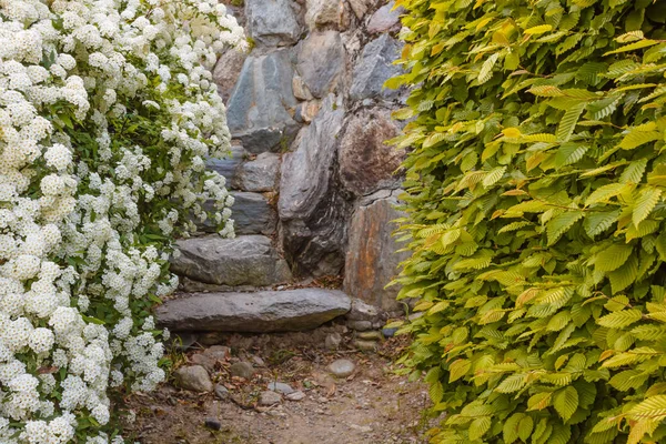 A bush of white  spirea flowers — Stock Photo, Image