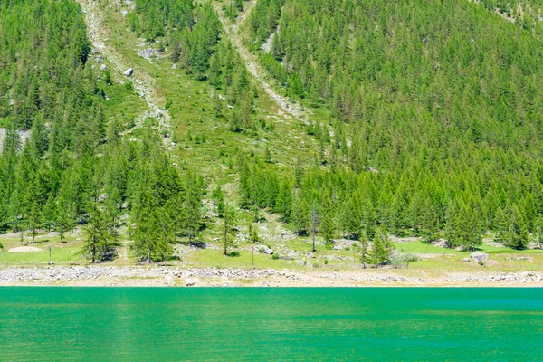 Piedmont, İtalya 'daki Büyük Cennet Ulusal Parkı' nda çam ağaçları ile kaplı yeşil bir dağ gölü.