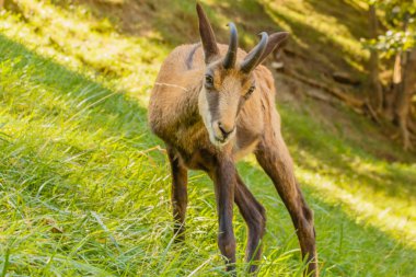 Yemek yerken şaşkın şaşkın bakan bir bukalemunun delici gözleri.