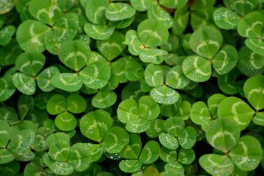 Yonca yaprağı yeşil alan