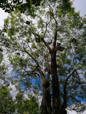 Filiz ışık ağaç