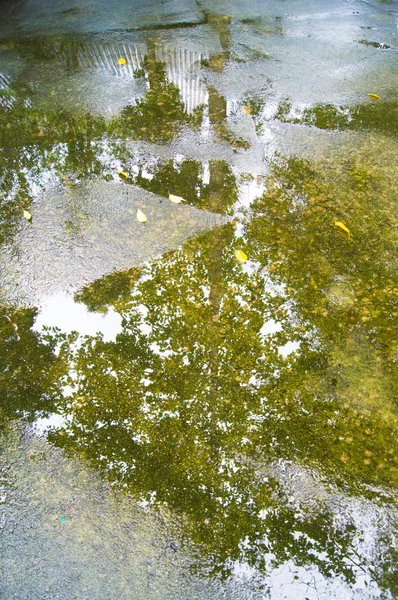 Reflected Picture Tree Water — Stock Photo, Image