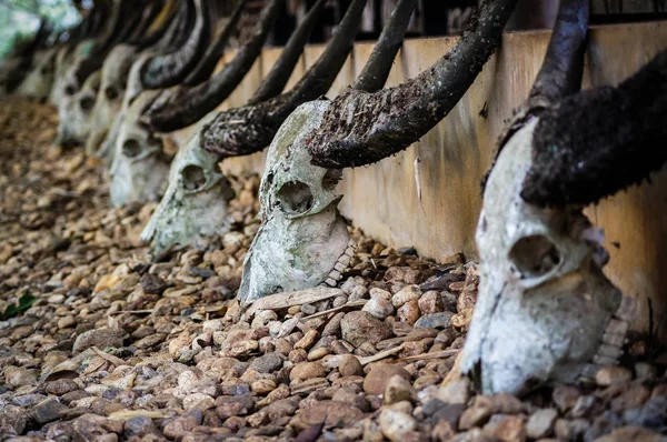 Buffalo Horn Dry Bone — Stock Photo, Image