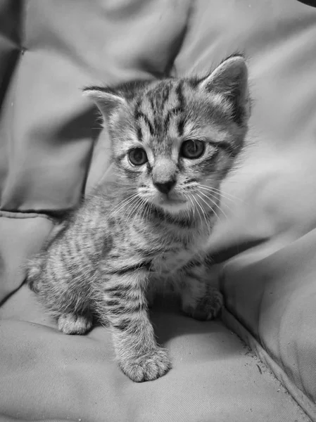 Little Kitten Black White Picture — Stock Photo, Image