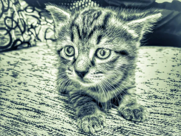 Kis Cica Fekete Fehér Kép — Stock Fotó