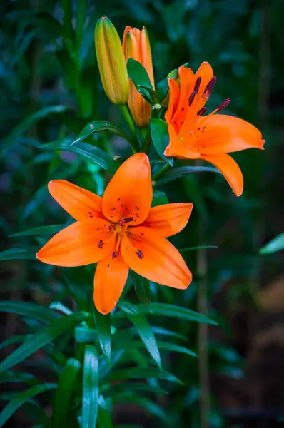 Orange Blommor Natur Färgglada — Stockfoto