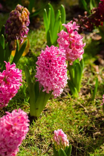 Sevimli Pembe Çiçek Rengi — Stok fotoğraf