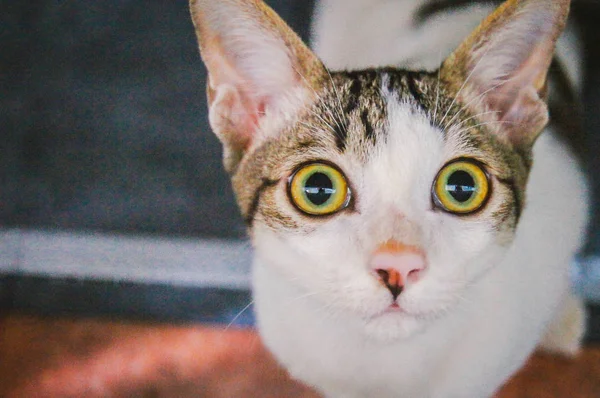 Cat Eyes Cute Closeup — Stock Photo, Image