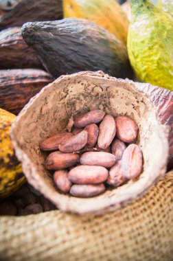 Kakao çekirdekleri Güzel fotoğraf çekimi