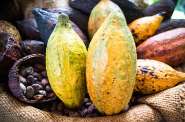 Kakao çekirdekleri Güzel fotoğraf çekimi