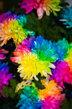 Renkli çiçekler Güzel fotoğraf çekimi