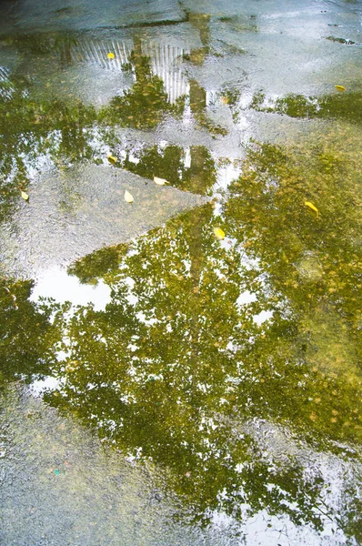 Reflektierter Bilderbaum Auf Dem Wasser Nettes Fotoshooting — Stockfoto