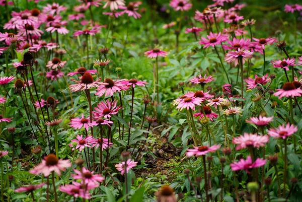 Pink Flower Nice Photo Shoot — Stock Photo, Image