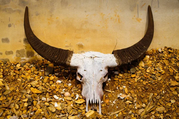 Buffalo Horn Mooie Fotoshoot — Stockfoto