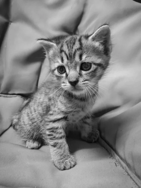 Little Kitten Black White Picture — Stock Photo, Image