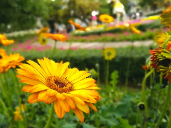 Желтый Цветок Поле Ницца Фотосессия — стоковое фото