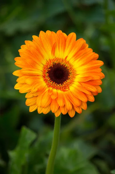 Sarı Çiçek Tarlası Güzel Fotoğraf Çekimi — Stok fotoğraf