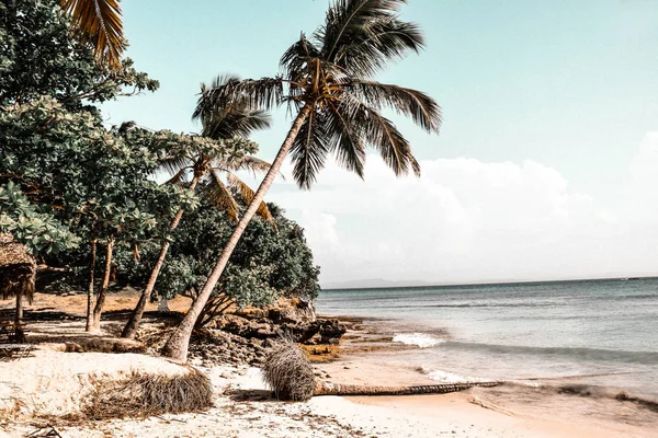 Tropische Naturlandschaft Palmen Und Meer Schöne Küste — Stockfoto