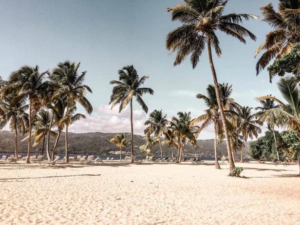 Palmiye Ağaçları Ile Kumlu Plaj Tropikal Güzel Manzara — Stok fotoğraf