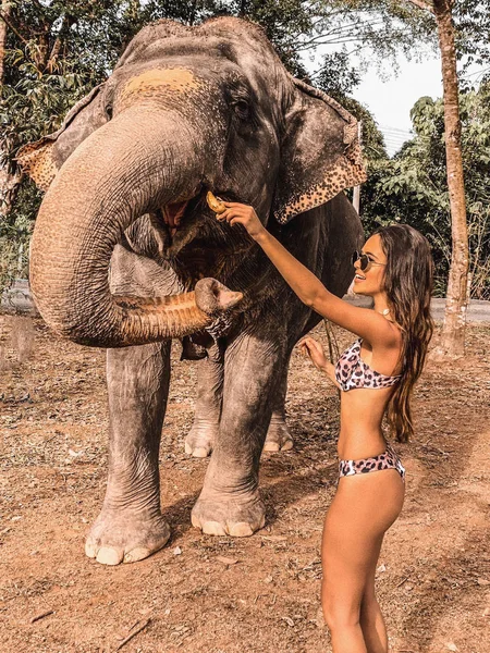 Beautiful Tourist Woman Feeding Elephant Thailand — Stock Photo, Image