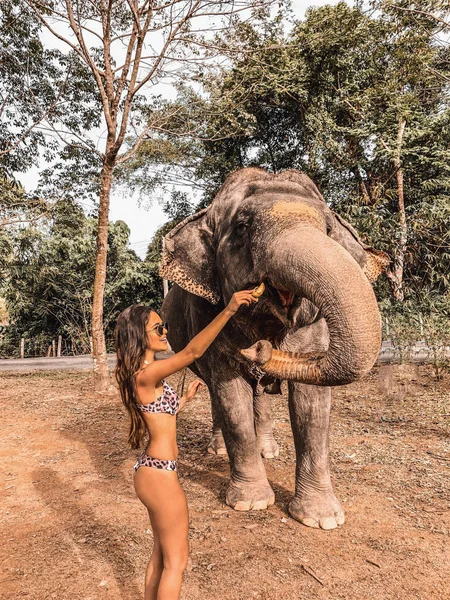 Beautiful Tourist Woman Feeding Elephant Thailand — Stock Photo, Image