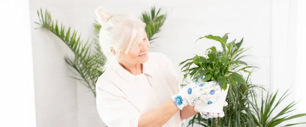 Пожилые Люди Работа Дому Уход Растениями Концепции Счастливая Улыбающаяся Женщина — стоковое фото