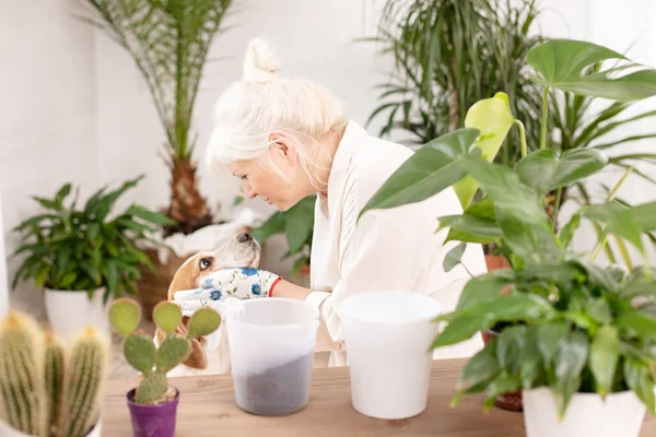 Glücklich Lächelnde Seniorin Die Hause Mit Ihrem Niedlichen Hund Topfpflanzen — Stockfoto