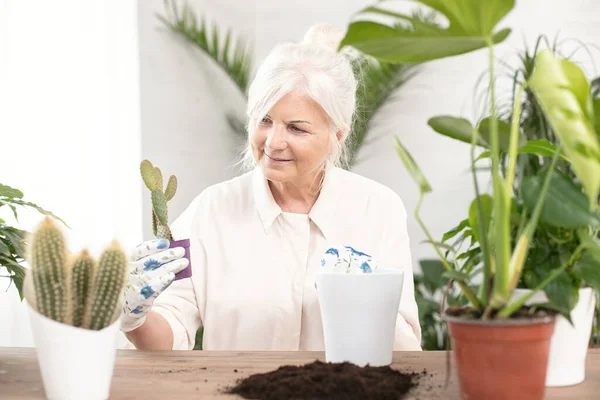 Glücklich Lächelnde Seniorin Die Hause Topfpflanzen Anbaut Entspannendes Hobby — Stockfoto