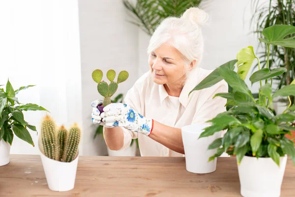 Χαρούμενη Χαμογελαστή Ηλικιωμένη Γυναίκα Που Καλλιεργεί Γλάστρες Στο Σπίτι Χαλαρωτικό — Φωτογραφία Αρχείου