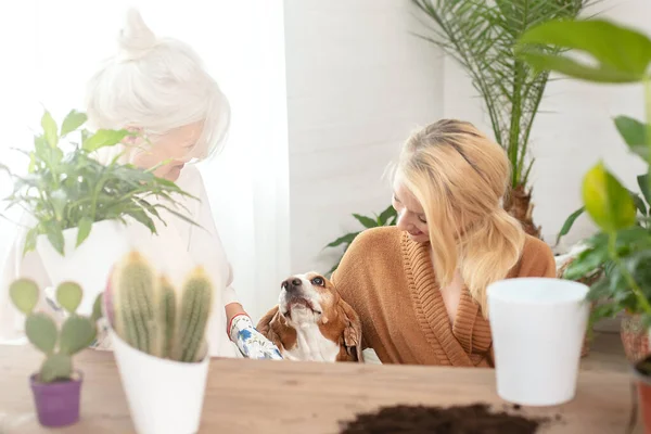 Großmutter Mit Enkelin Verbringt Zeit Hause Und Kultiviert Zimmerpflanzen — Stockfoto