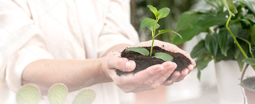 Hands holding and caring a young green plant, Seedlings are growing from abundant soil.Planting tree, reduce global warming, love nature concept.