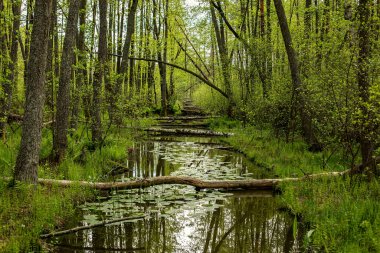 Akarsu ile inanılmaz orman doğası. Doğa harikalar diyarı. 