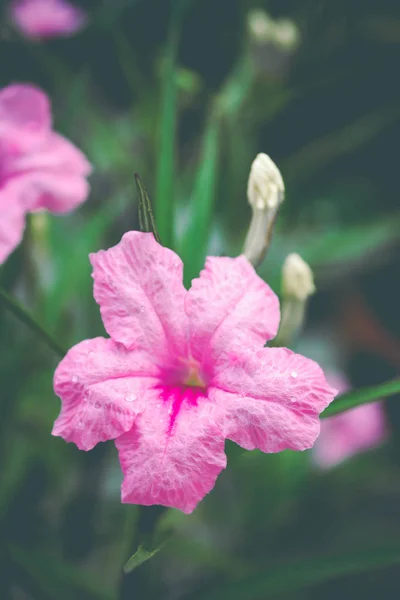 Ruellia Tuberosa Květiny Zahradě — Stock fotografie